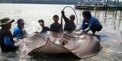 Giant Stingray.jpg